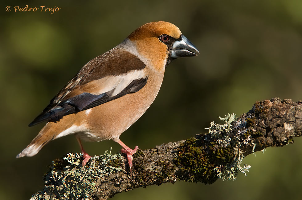 Picogordo (Coccothraustes coccothraustes)